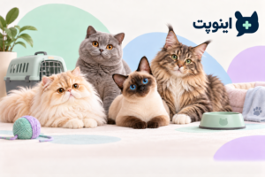 نژادهای گربه و راهنمای انتخاب دامپزشک گربه